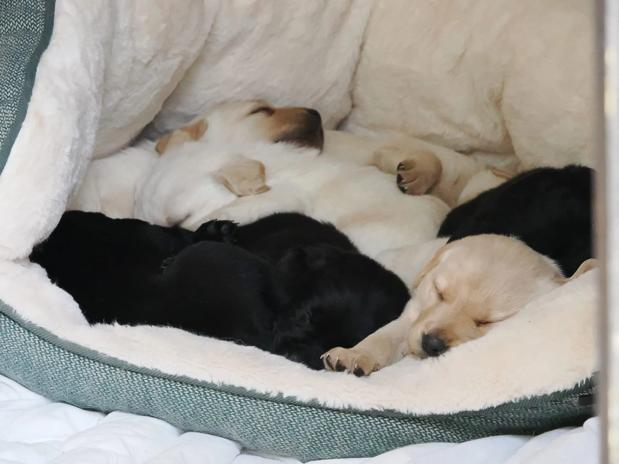 The Evans-Beven puppies