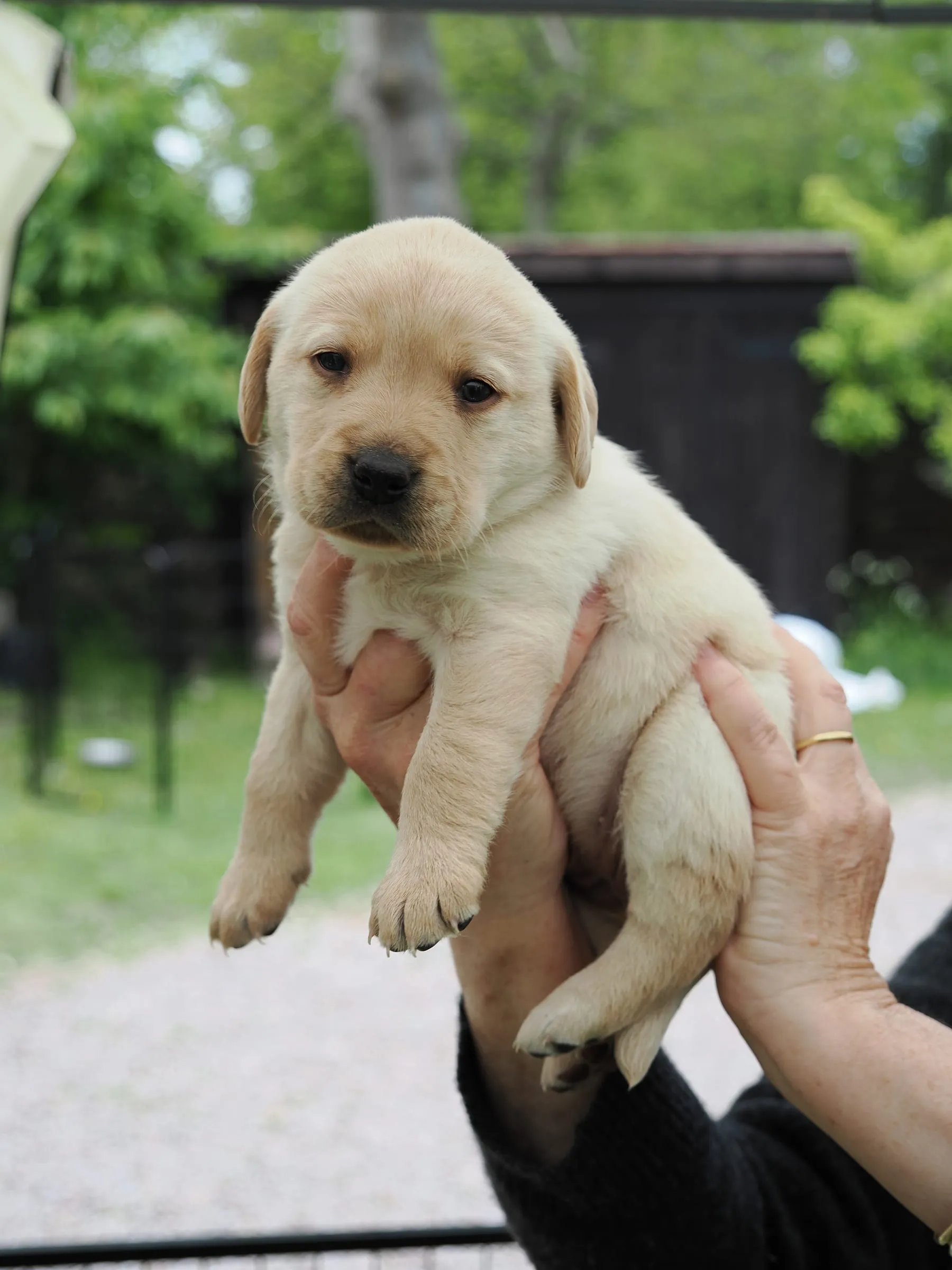Photo of Pup 01