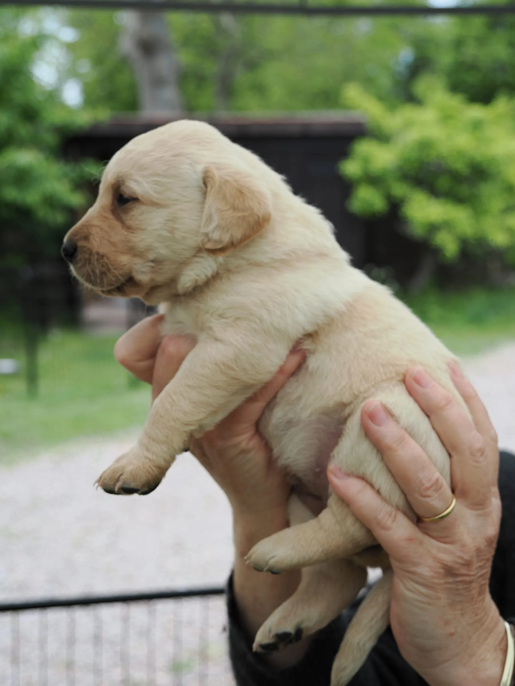 Pup 02 — side