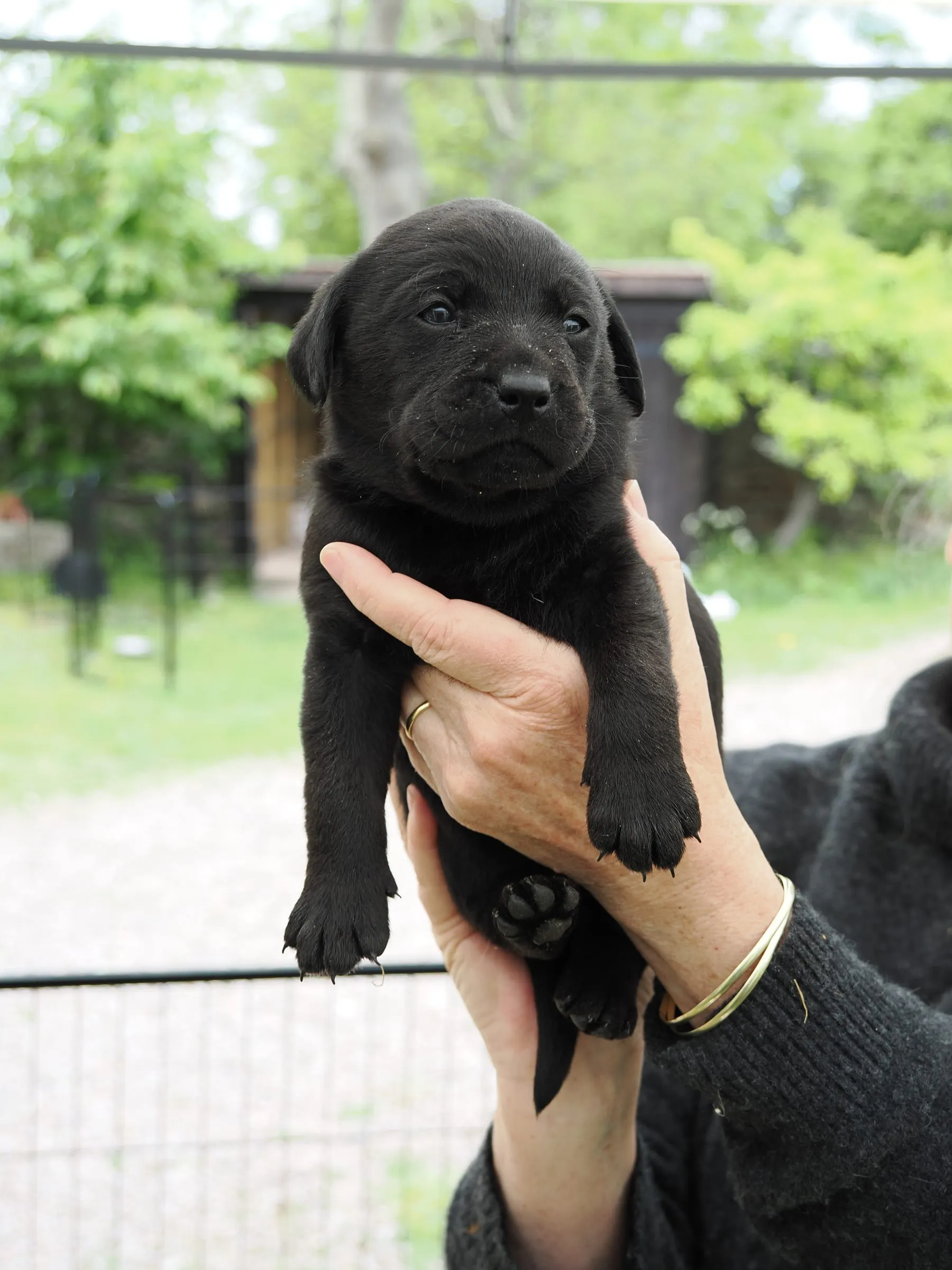 Photo of Pup 04
