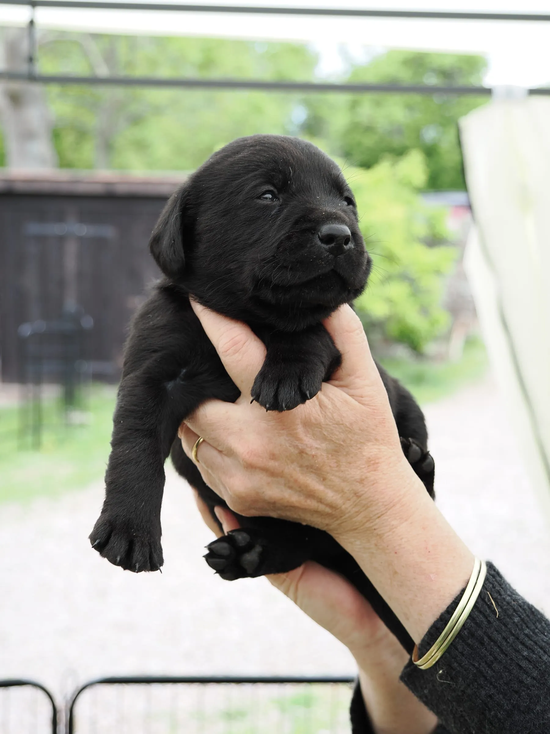 Photo of Pup 06